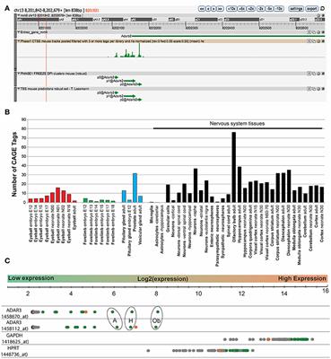 Adar3 Is Involved in Learning and Memory in Mice